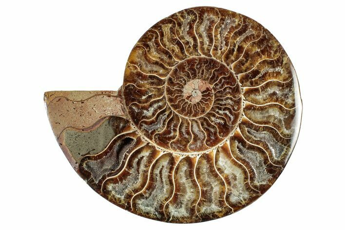 Cut & Polished Ammonite Fossil (Half) - Madagascar #344429
